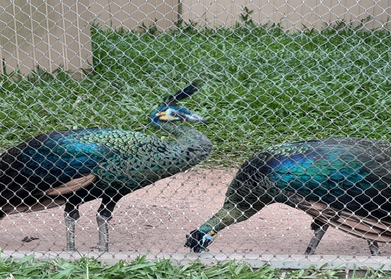 2 mm średnica 316 316 l sieć liniowa ze stali nierdzewnej dla ogrodów dla zwierząt zoo