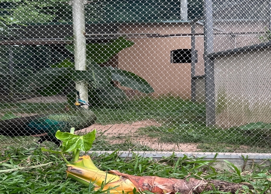 Wysokiej wytrzymałości 2 mm średnicy sieć liny drogowej dla bezpiecznych ogrodów dla zwierząt w zoo